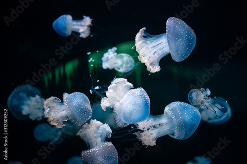 Photography Jelyfish in the Loro Parque in Puerto de la Cruz