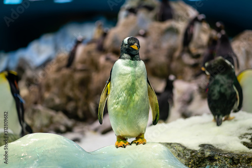 A penguin in the Loro Parque on Tenerife photo