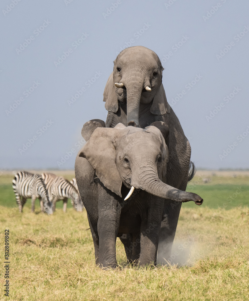 Fototapeta premium two male elephants showing dominance