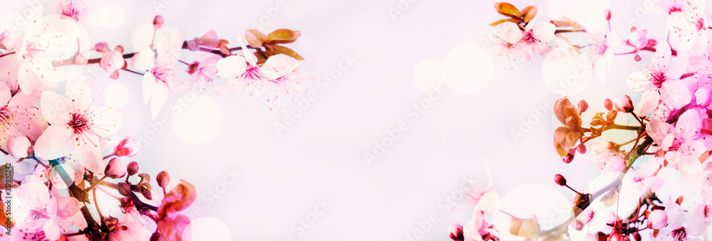 Cherry blossom - obrazy, fototapety, plakaty 