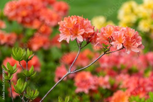 rhododendron flowers in the spring garden © viktorbond