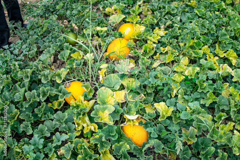 Ripe melon and watermelon the new harvest.