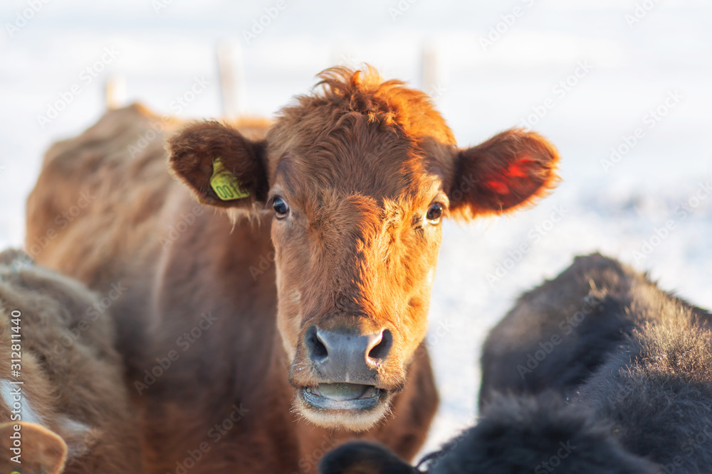 Portrait of an Icelandic cow on a farm in winter in the snow Portrait of an Icelandic cow on a farm in winter in the snow