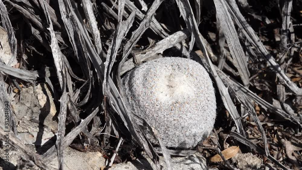 Cacti of West and Southwest USA. Button cactus (Epithelantha micromeris), New Mexico Cacti of West and Southwest USA. Button cactus (Epithelantha micromeris), New Mexico