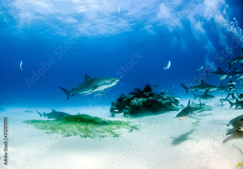 Tiger shark at Tigerbeach, Bahamas