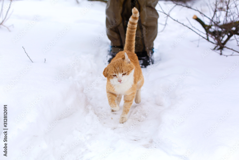 Red cat walks in the winter in the snow on the street Red cat walks in the winter in the snow on the street