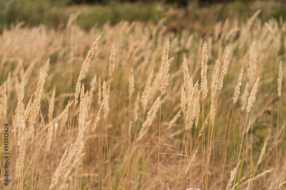 Savannah grass field in sun backlight,Twinkle with sunlight at noon. Savannah grass field in sun backlight,Twinkle with sunlight at noon.