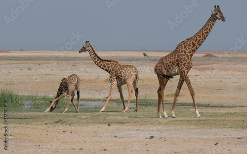 giraffes at water hole