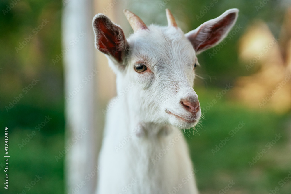 portrait of a goat