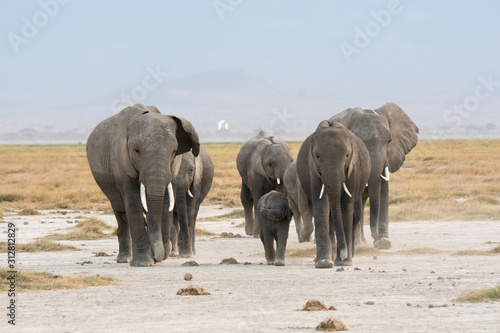 herd of elephants