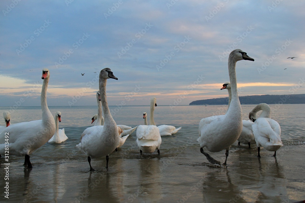 A flock of swans on the Black sea coast in Varna (Bulgaria) A flock of swans on the Black sea coast in Varna (Bulgaria)
