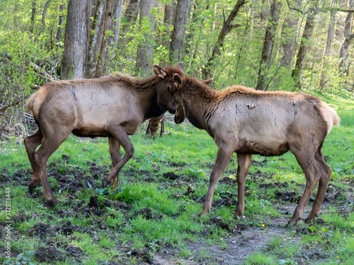 elk play fighting