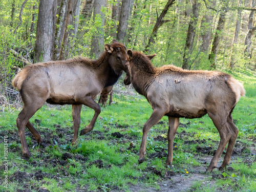 elk play fighting