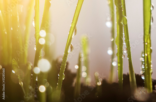 green grass with rain drops background