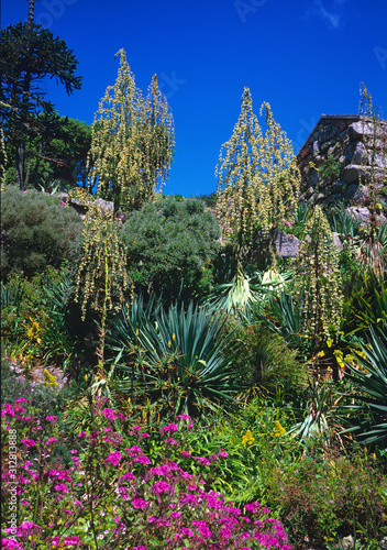 Flowering Furcraea longeava in a Mediterranean garden