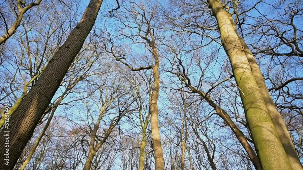 In the forest from the trunks to the treetops of bare deciduous trees on a sunny winter day with blue sky, tracking shot In the forest from the trunks to the treetops of bare deciduous trees on a sunny winter day with blue sky, tracking shot