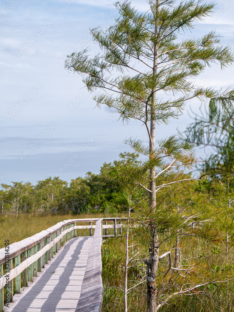 Boardwalk in the Everglades