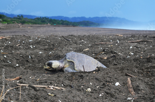 Turtle giving birth laying eggs