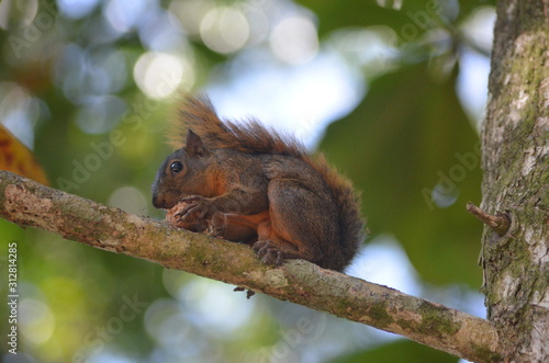 Ginger squirrel eating a nut © Kaja