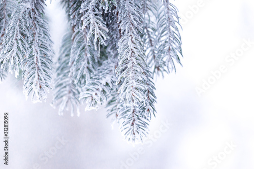 Fir tree covered in dense frost. Cold temperature concept with copy space.