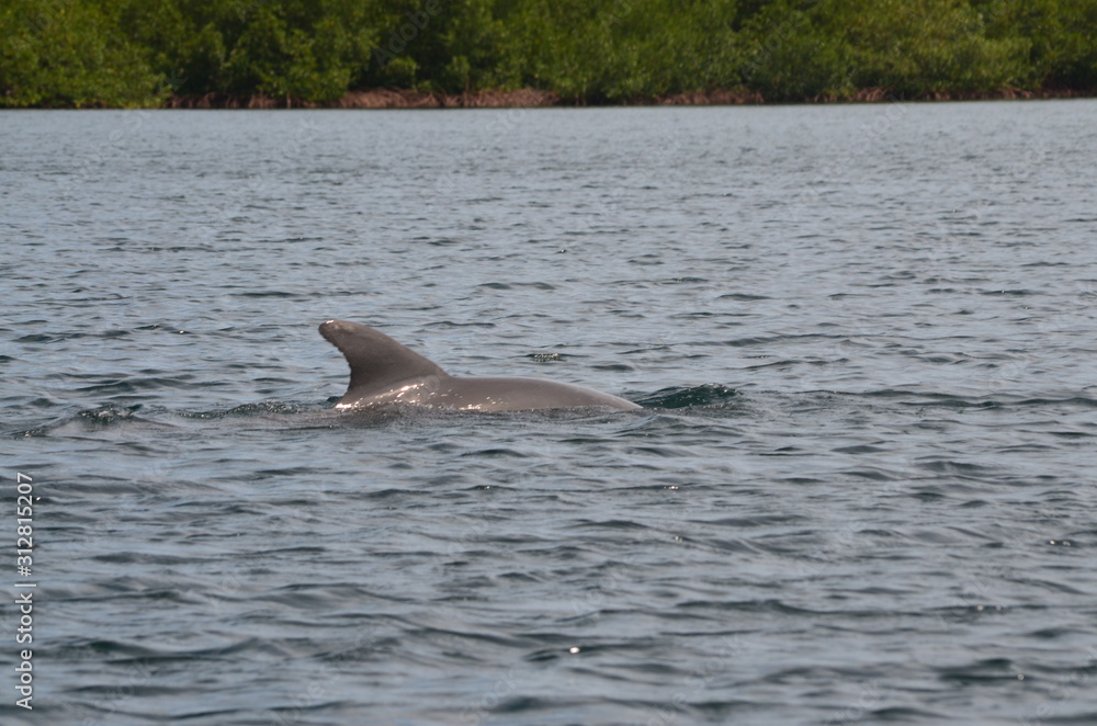 Fototapeta premium Dolphin swimming