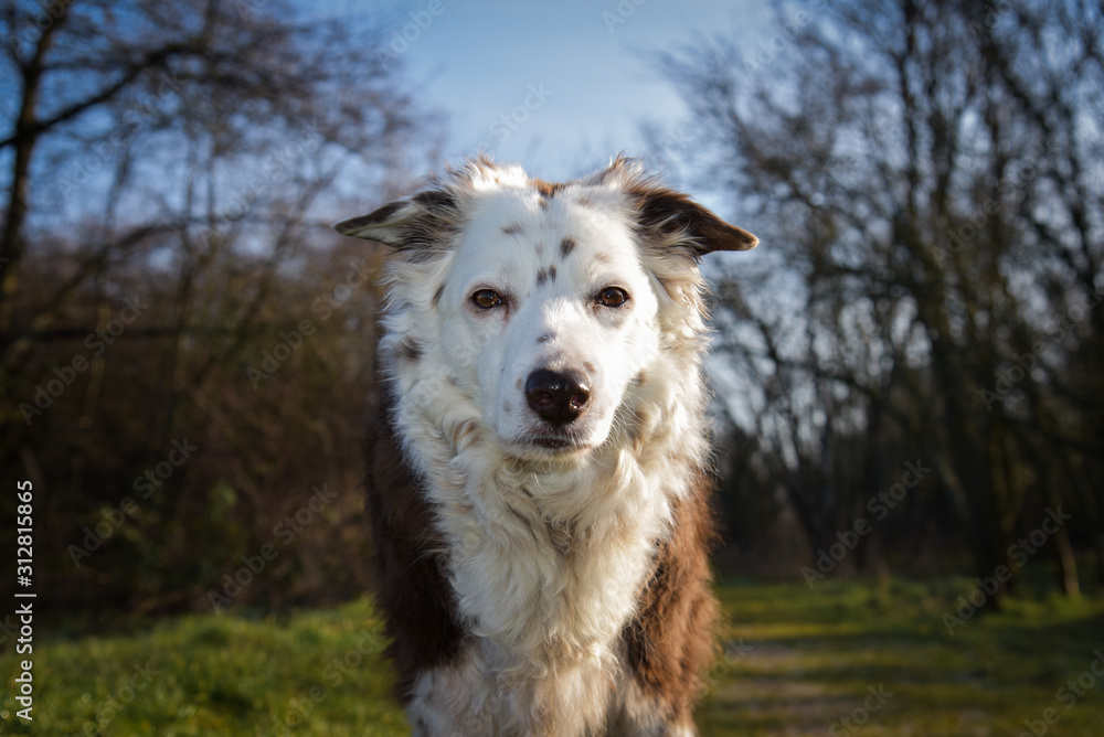 Cute looking Brown and White Border Collie Senior looking into the Camera..Dog Portrait! Cute looking Brown and White Border Collie Senior looking into the Camera..Dog Portrait!