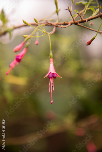 Palmengarten Frankfurt -  Beautiful Pink and Violet Fuchsia Flower and Branch in Front of Green Blurred Background. Warm Light. Selective Focus photo