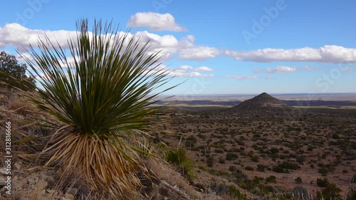 A group of succulent cactus plants and a dead dried yucca on a mountainside against a cone mountain, New Mexico photo