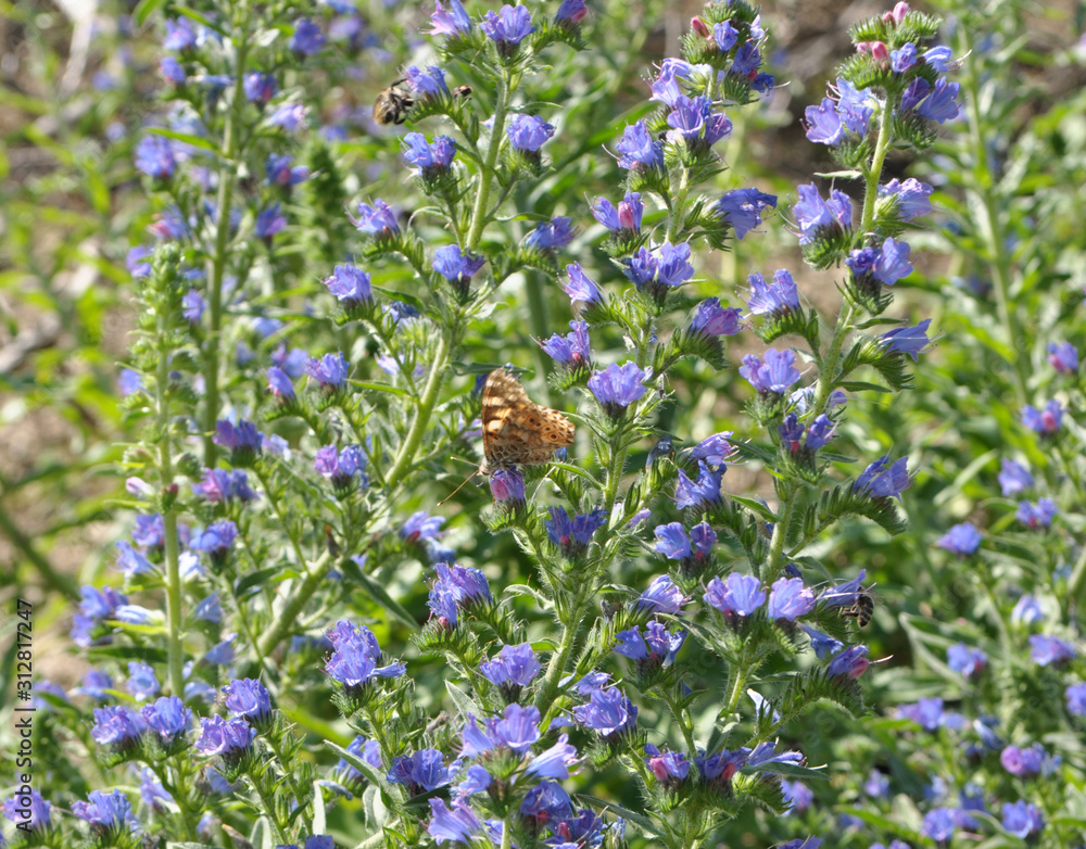 In the field among the herbs bloom Echium vulgare