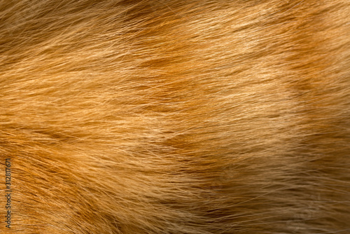 Close up image of a young ginger, orange tabby cat, kitten fur 