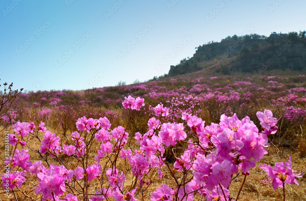 Rhododendron schlippenbachii, the royal azalea, is a plant native to the Korean Peninsula. These are growing wild in Geoje island, Gyeongsan province, South Korea.