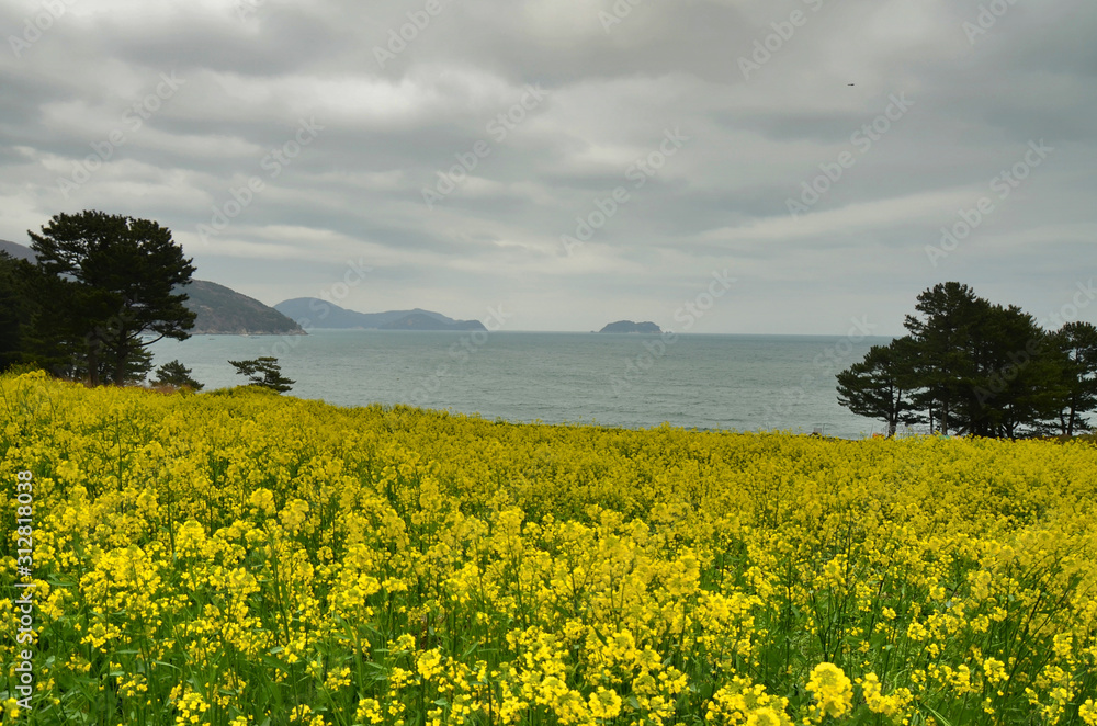 Canola field in Geoje island, Gyeongsang province, South Korea