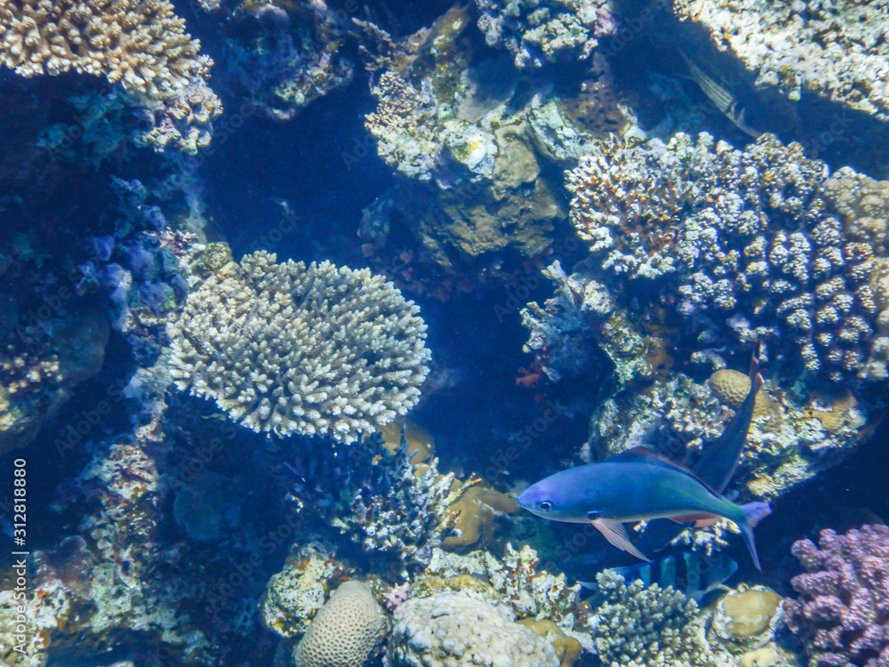 underwater view of red sea - obrazy, fototapety, plakaty 