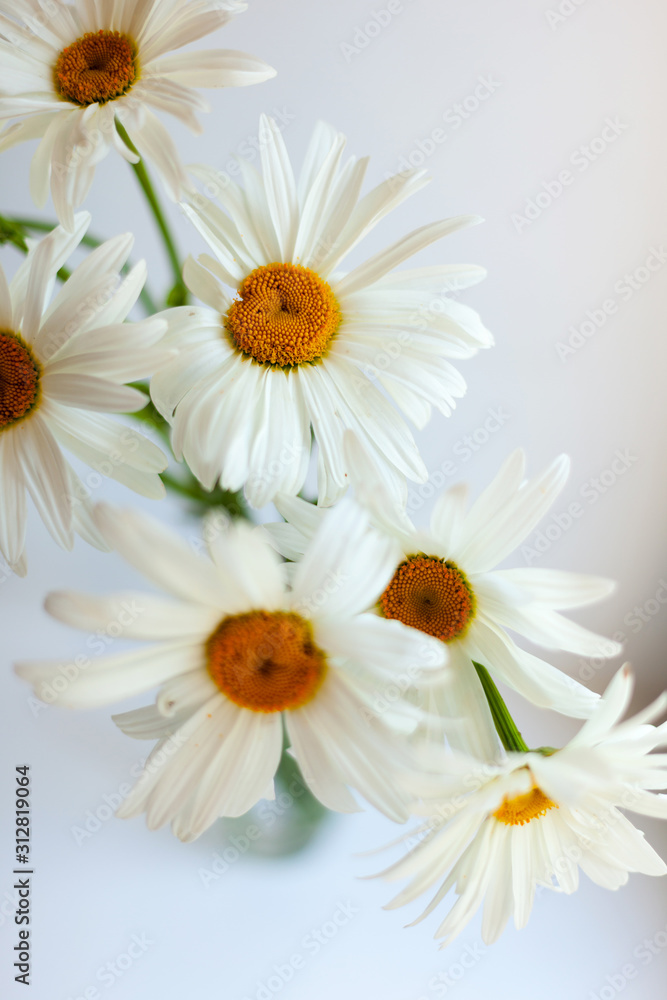 Bouquet of white chamomiles Bouquet of white chamomiles
