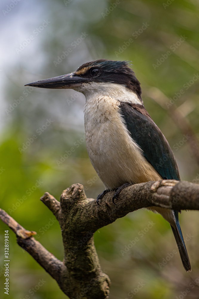 Fototapeta premium Kotare, or Sacred Kingfisher, standing on a branch