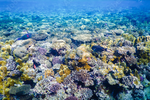 Fototapeta Naklejka Na Ścianę i Meble -  underwater view of red sea