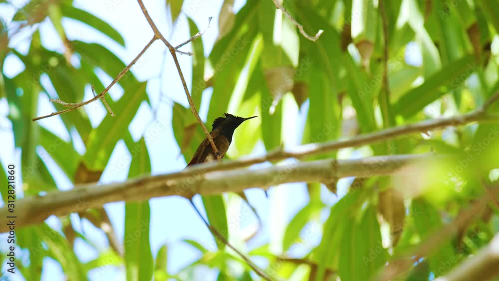 A small, beautiful Rubin Topas Kolibri perched on a tree branch on a sunny day - Tilt up A small, beautiful Rubin Topas Kolibri perched on a tree branch on a sunny day - Tilt up