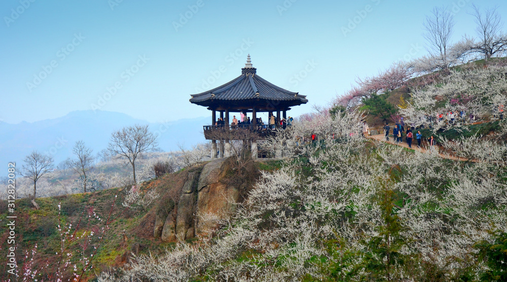 Spring landscape. Plum blossom trees in Gwangyang, Maehwa village, South Korea Spring landscape. Plum blossom trees in Gwangyang, Maehwa village, South Korea