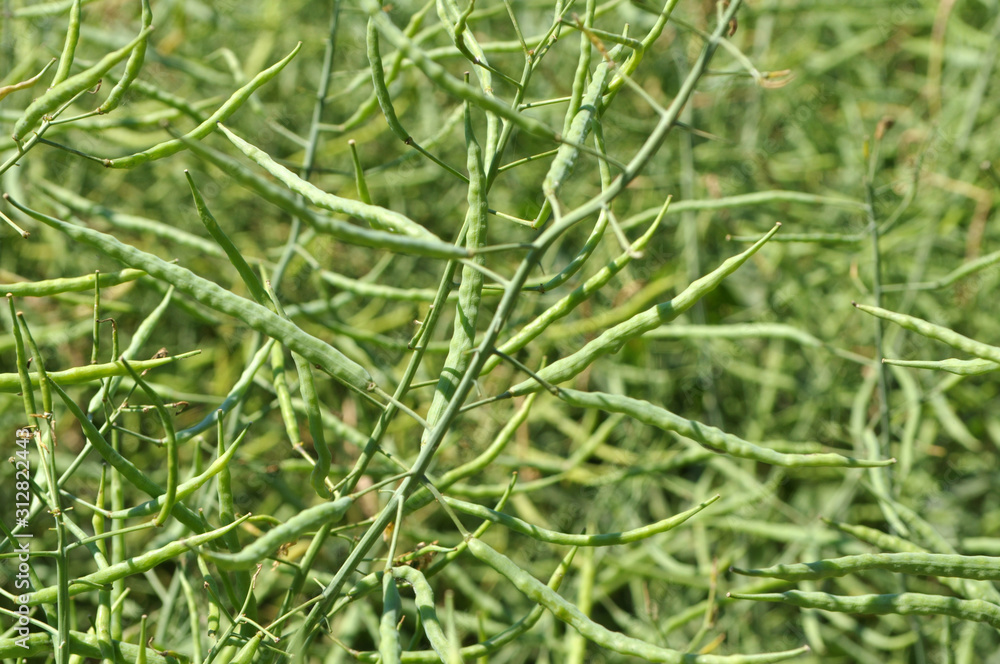 On the plant are pods winter crops of rape On the plant are pods winter crops of rape