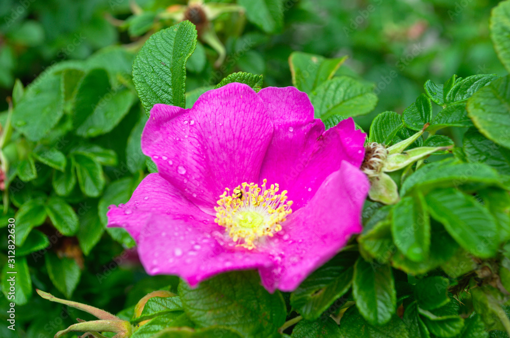 Wild rose in nature. Pink wild rose with green leaves on the branch. Nature picture. Wild rose in nature. Pink wild rose with green leaves on the branch. Nature picture.