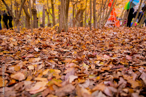 Background of colorful autumn leaves on forest floor . Abstract autumn leaves in autumn suitable as background . Autumn leaves on a meadow . Yellow leaves on the floor .