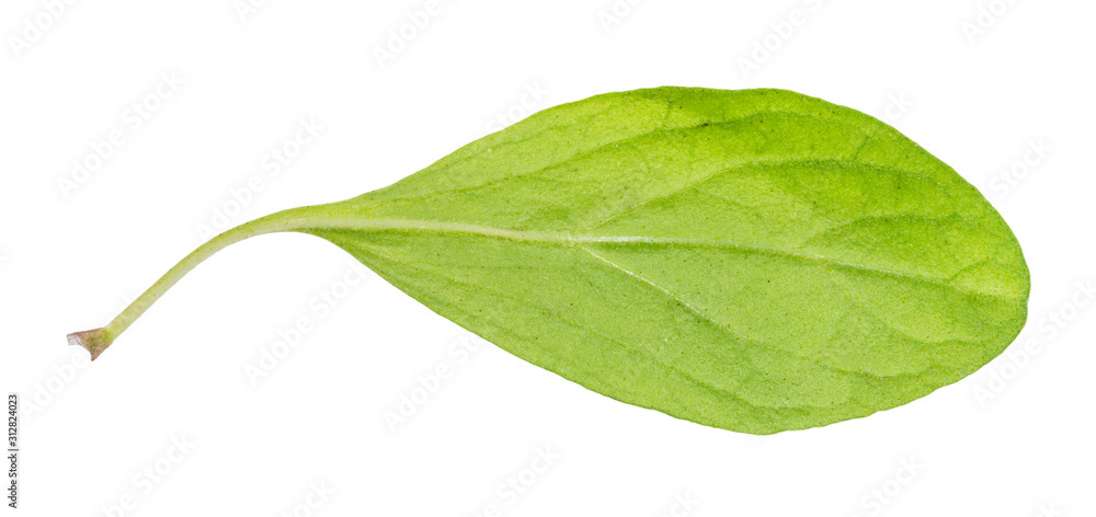 Fototapeta premium green leaf of marjoram (Origanum majorana) herb