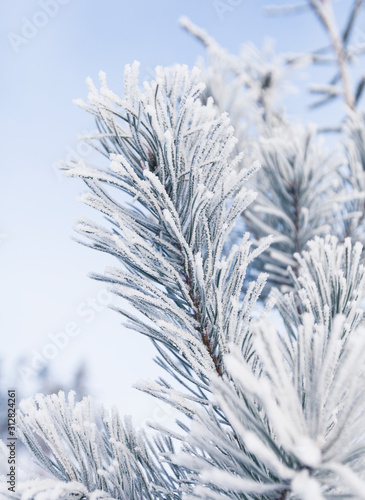 Closeup of pine tree branch covered with snow. Winter background with shallow depth of field.