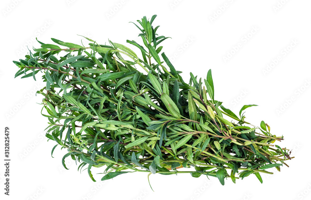 bunch of fresh hyssop (hyssopus) herb cutout bunch of fresh hyssop (hyssopus) herb cutout