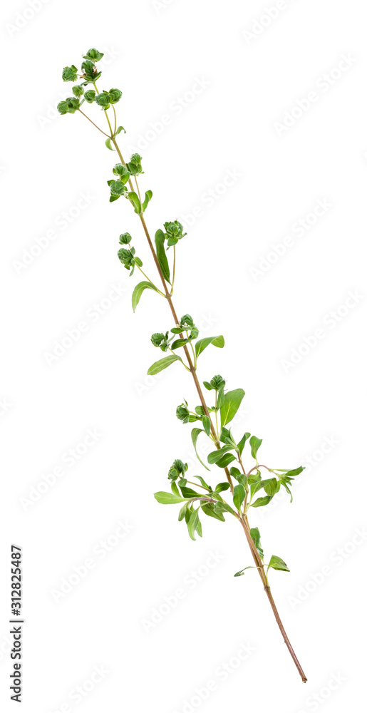 twig with buds of fresh marjoram grass cutout twig with buds of fresh marjoram grass cutout
