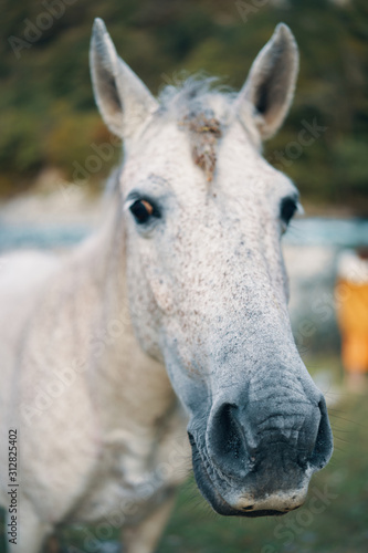 portrait of horse © SHOTPRIME STUDIO