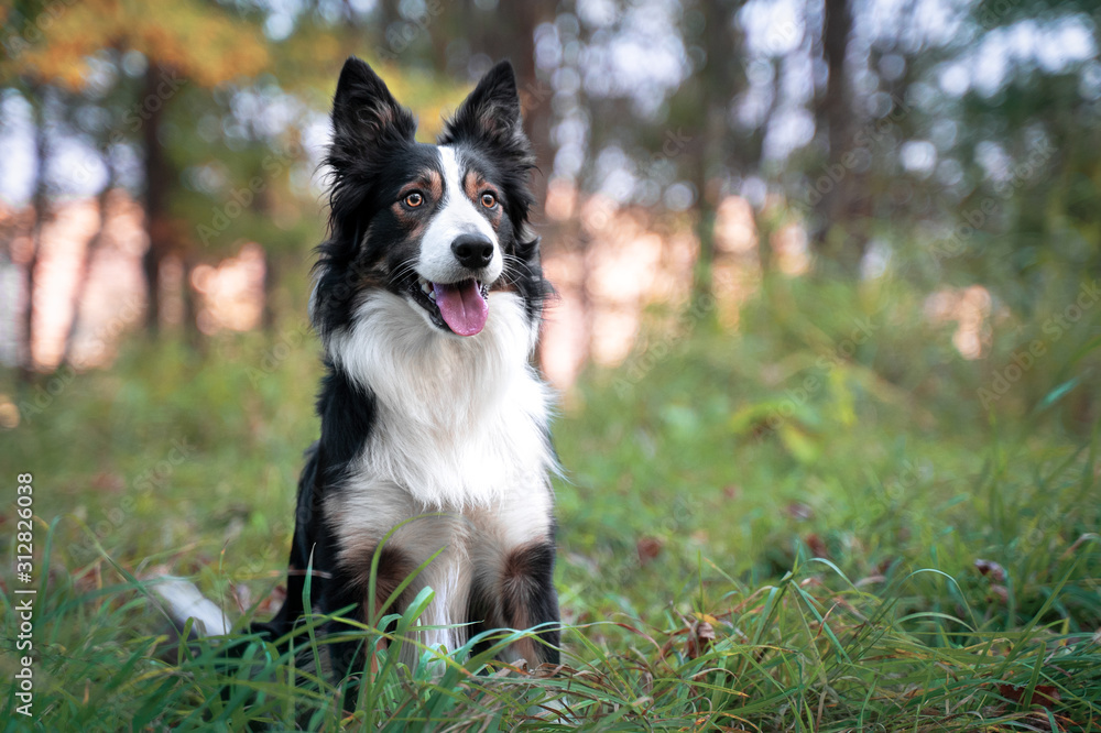 Cute black and white border collie dog with tongue sticking out lying down in green grass. Summer day in a meadow. Cute black and white border collie dog with tongue sticking out lying down in green grass. Summer day in a meadow.