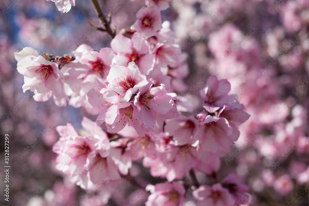 Flowering almond branches in the garden, background, blur.