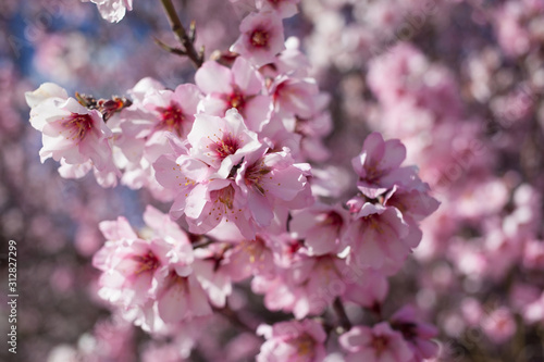 Flowering almond branches in the garden  background  blur.