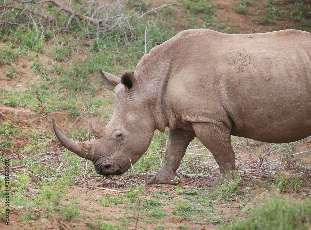 baby rhino in Kruger National Park. baby rhino in Kruger National Park.